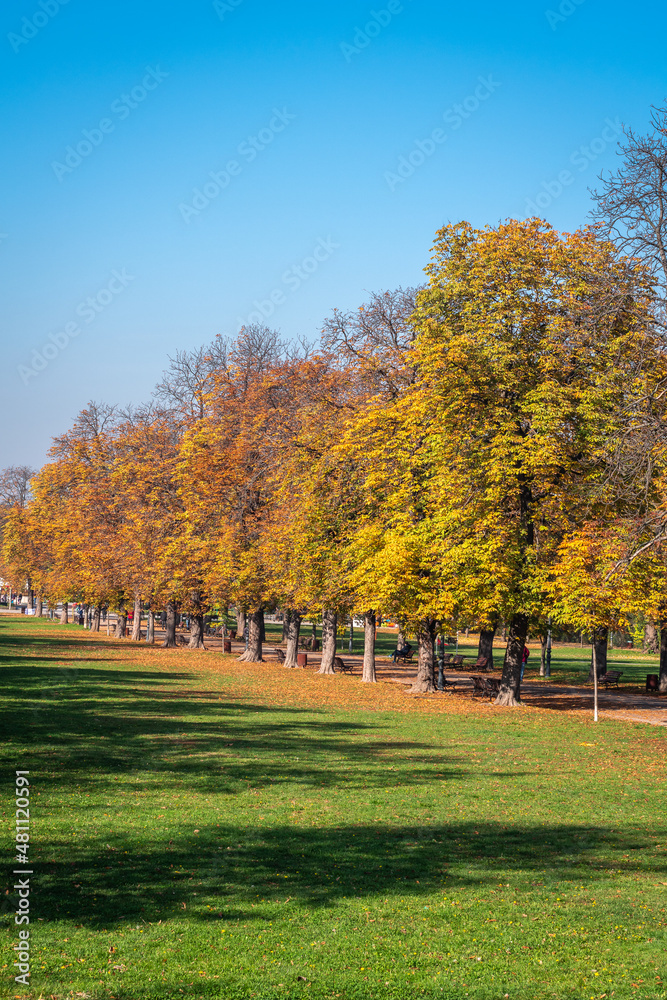 Trees with autumn leaves on an alley in a city park, a meadow with green grass in the foreground and a clear blue sky in the background. The largest park in the central part of Sofia, Bulgaria. Trees with autumn leaves on an alley in a city park, a meadow with green grass in the foreground and a clear blue sky in the background. The largest park in the central part of Sofia, Bulgaria.