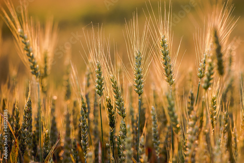 Wheat filed in golden hour  © Snowboy