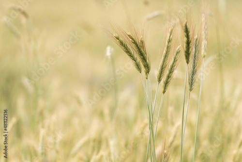 Wheat filed in golden hour © Snowboy