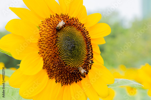 Zoom in single beautiful fresh and big yellow sunflower in the garden