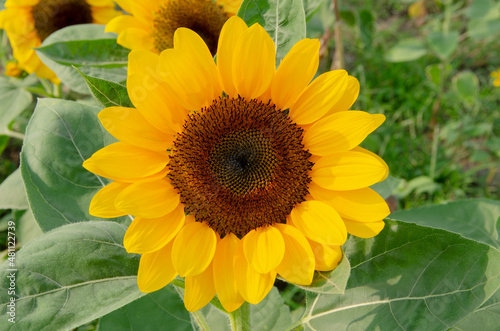 Zoom in single beautiful fresh and big yellow sunflower in the garden