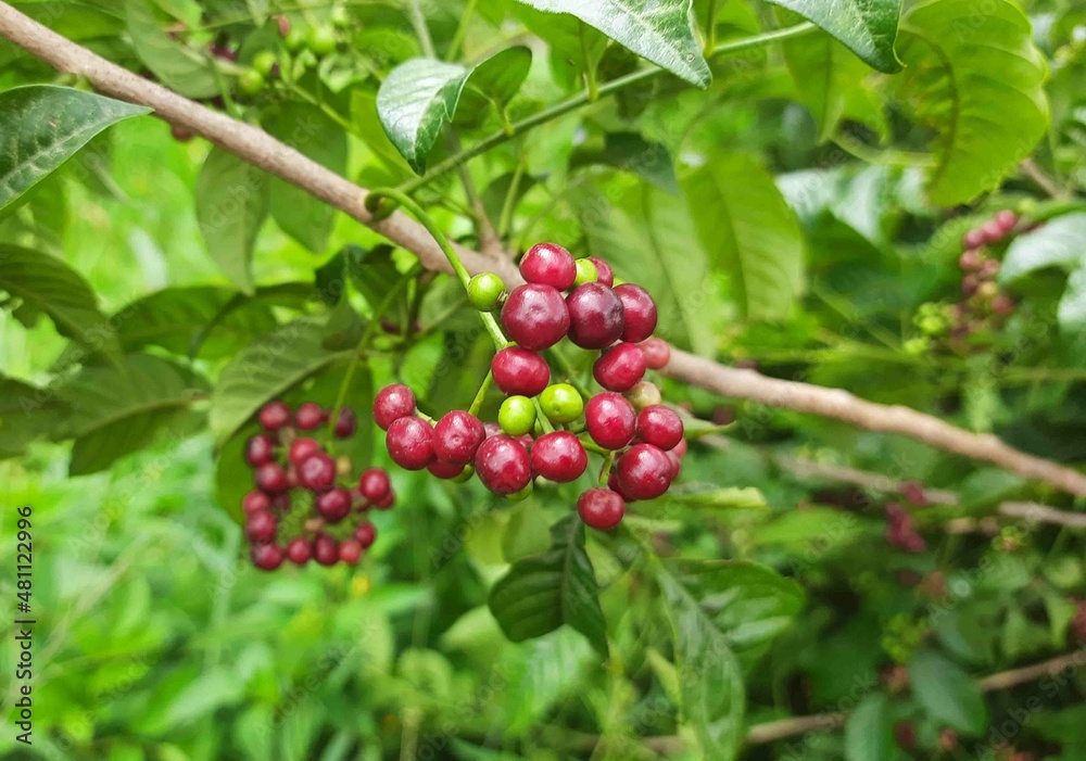 small fruits in forest