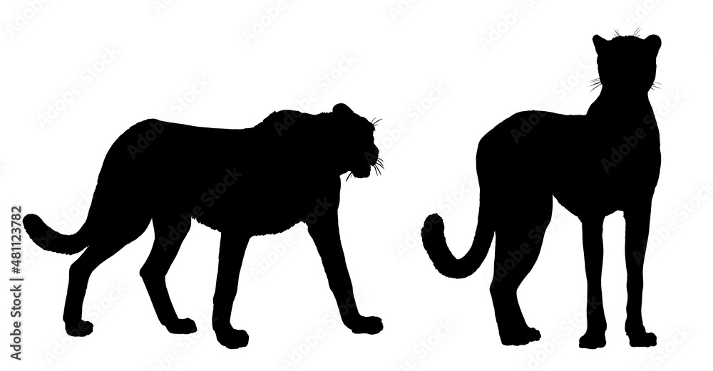 Fototapeta premium Cheetah illustration. Silhouette of big african cat gepard. Animal predator drawing.