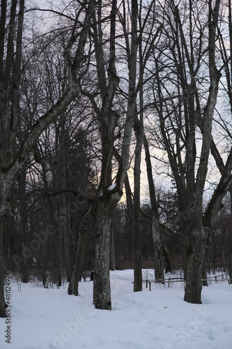 snow covered trees