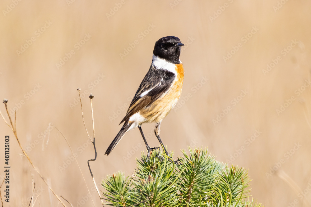 Obraz premium Male of Common stonechat (Saxicola rubicola) in Donana National Park