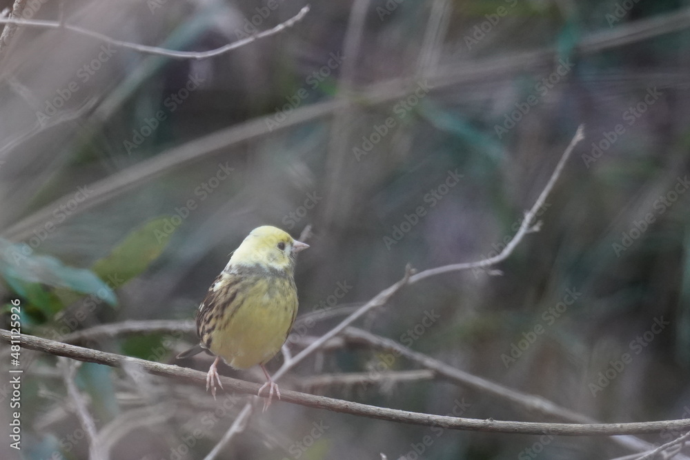 mutant of black headed bunting in the forest mutant of black headed bunting in the forest