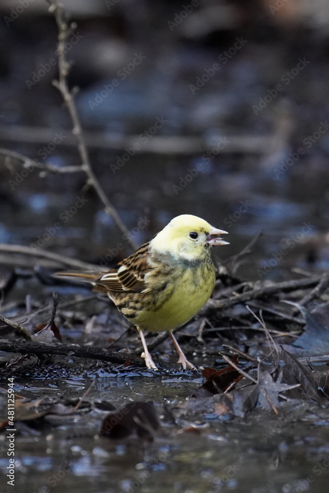 mutant of black headed bunting in the forest mutant of black headed bunting in the forest