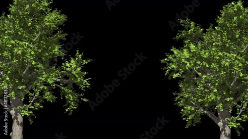 Eciduous trees photo