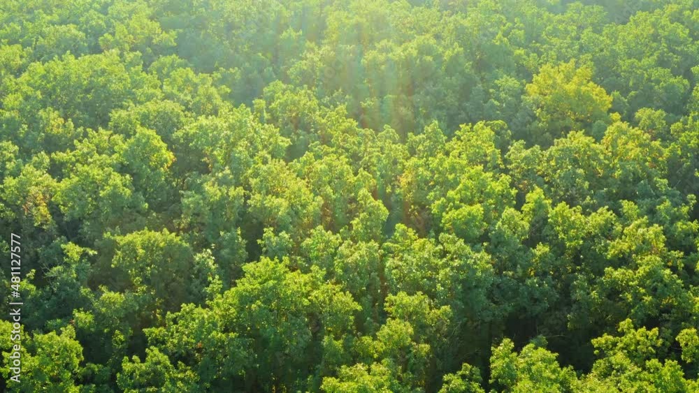 Drone view of Green forest Tree Crowns - tilt shot. Summer Green Woodland - overhead view of treetops on sunny weather above natural forest. Green trees forest texture.