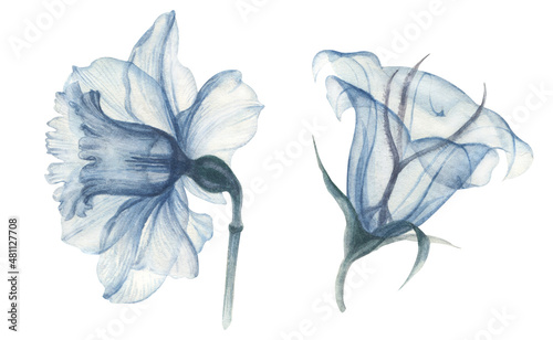 Watercolor floral illustration, dusty red and blue flowers with transparent petals, rose, tulips, clematis, bluebell and daffodils. Hand drawn watercolor illustration on a white background.