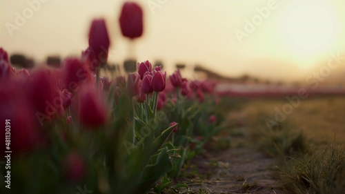 Sunrise in blooming floral garden. Beautiful sunset light in flourish tulip park photo