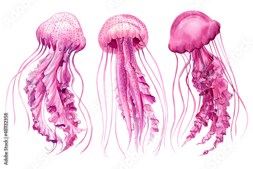 set of pink jellyfish on a white background, watercolor illustration