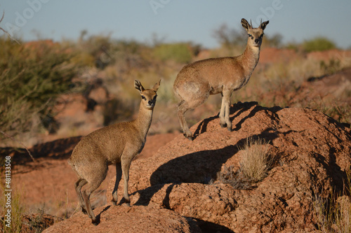 Male and female Klipspringers on a rock in 
Augrabies National Park, South Africa photo