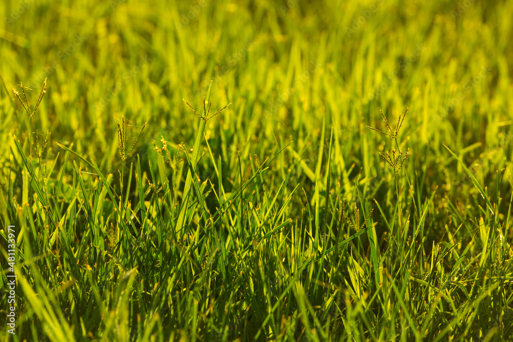 Fototapeta premium Grass green juicy and fresh texture as background