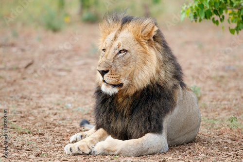 Fototapeta Naklejka Na Ścianę i Meble -  Lion (Panthera leo) male resting in Mashatu Game Reserve in the Tuli Block in Botswana