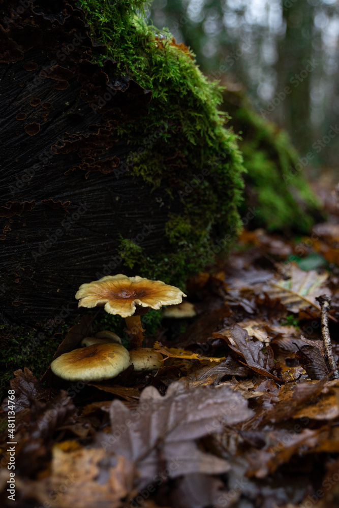 mushroom in the forest mushroom in the forest