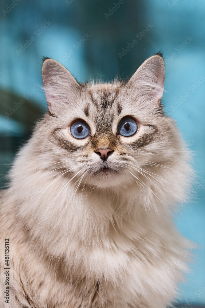 surprised gray fluffy cat with blue eyes