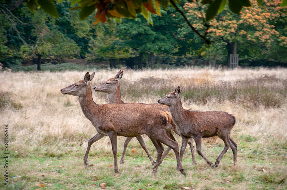 Fototapeta premium Wild deer in the woods,
