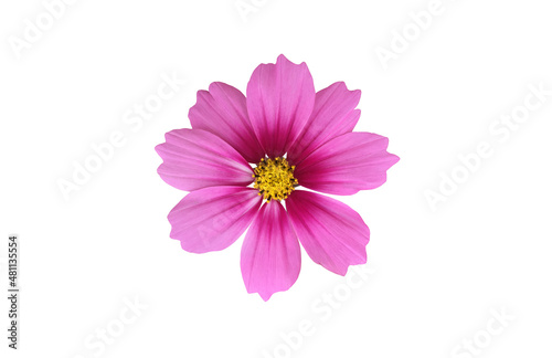 isolated pink cosmos flower with clipping paths.