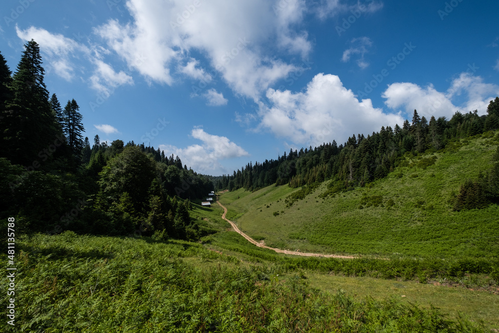 Fototapeta premium Single lane country road in forest landscape