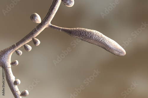 Fungus Trichophyton rubrum, 3D illustration photo