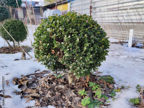 Buxus. Beautiful green boxwood bushes in the winter garden. Young boxwood on a flower bed made of birch and pine bark is covered with snow. Close-up. photo