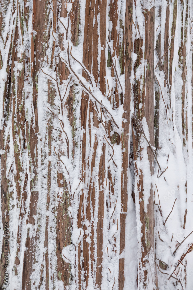 Obraz premium 美しい杉並木