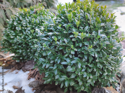 Buxus. Beautiful green boxwood bushes in the winter garden. Young boxwood on a flower bed made of birch and pine bark is covered with snow. Close-up.