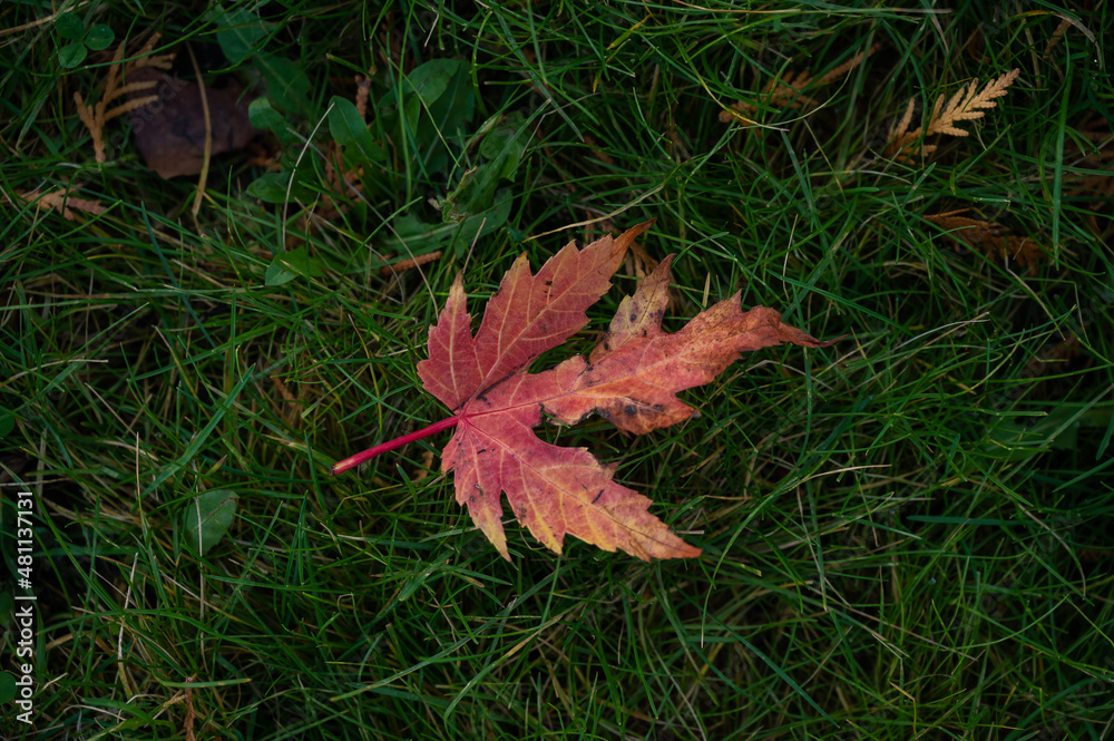 Red maple leaf on green grass. Red maple leaf on green grass.