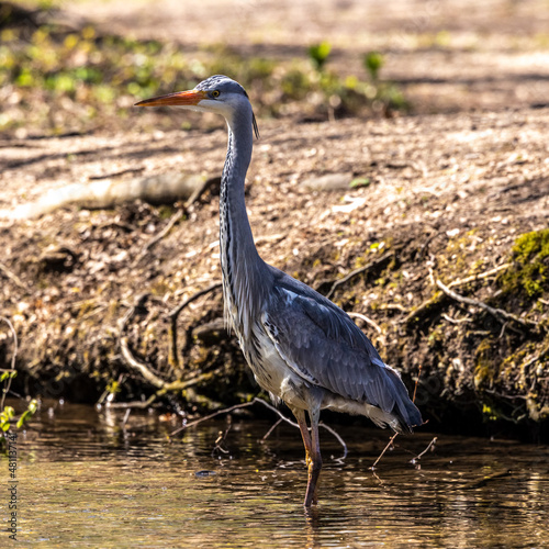 Grey heron  Ardea cinerea  a massive gray bird wading through a flat lake searching for fish