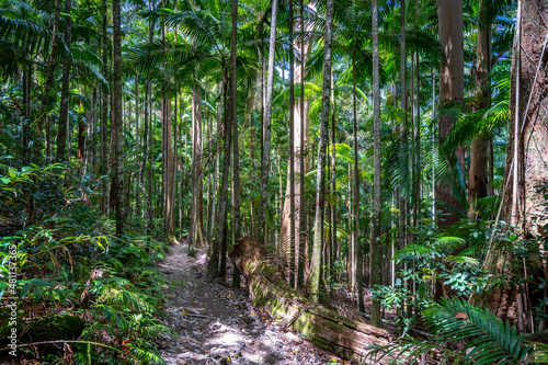 Walking track trough the Nightcap National Park, NSW, Australia
