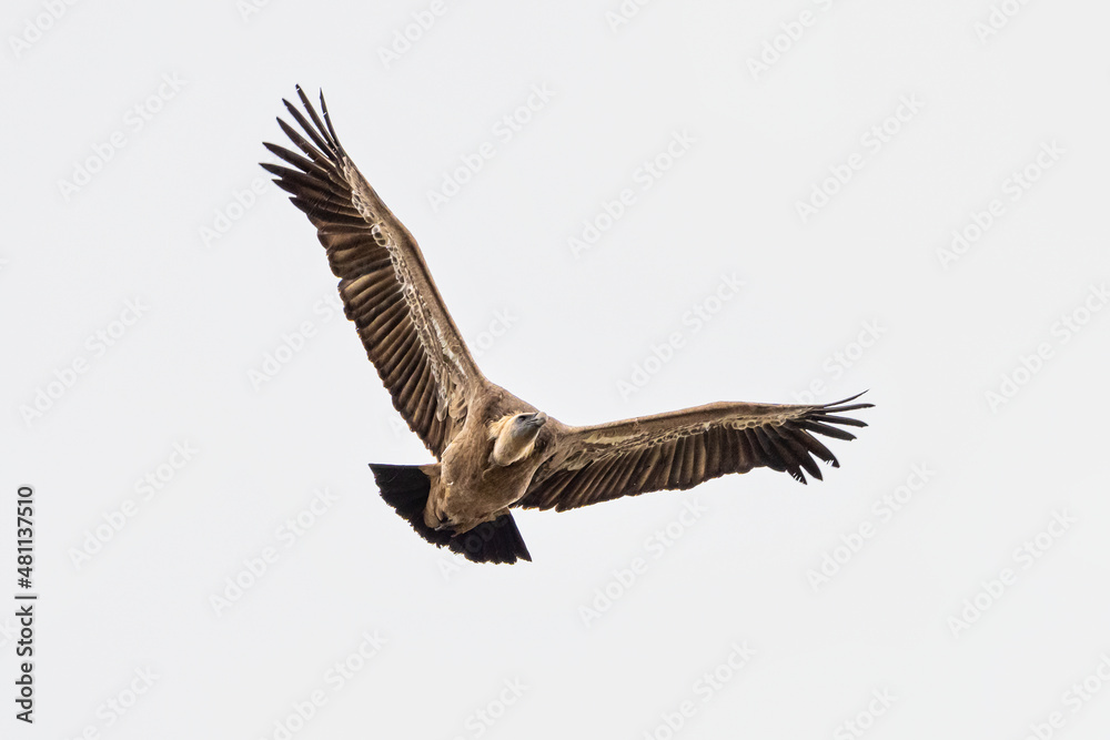 Fototapeta premium Griffon vulture, Gyps fulvus in Monfrague National Park. Extremadura, Spain