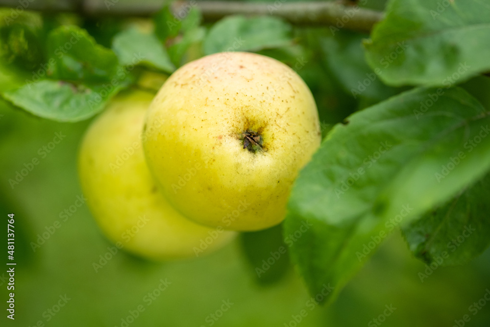 Yellow apples in fruit tree Yellow apples in fruit tree