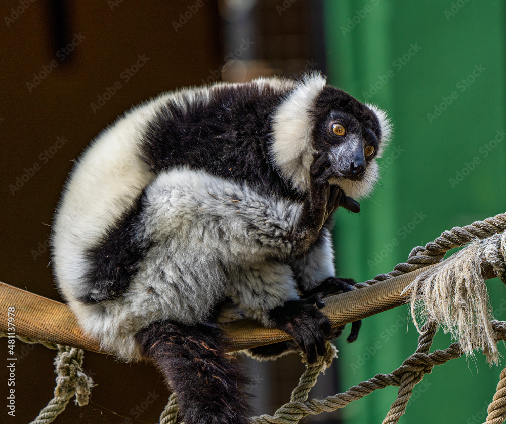 Fototapeta premium Black and white ruffed lemur in Jerez de la Frontera, Andalusia, Spain