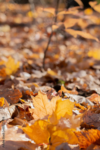 Blurred image of autumn foliage on the ground on a sunny day.