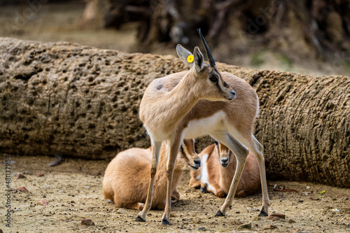 Dorcas gazelle, Gazella, dorcas in Jerez de la Frontera, Andalusia, Spain photo