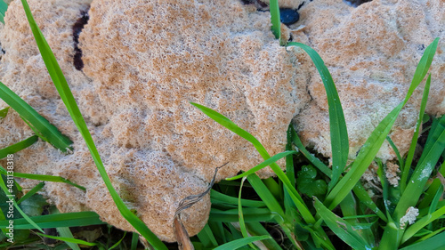 Dog vomit slime mold (Fuligo septica) on tree stump