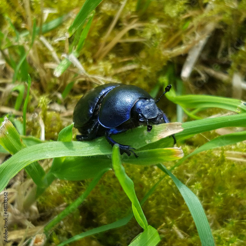 Spring dumbledor (Trypocopris vernalis or Geotrupes vernalis)
