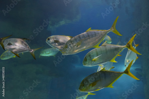 Fish under water. Golden trevally (Gnathanodon speciosus), also known as the golden kingfish. 