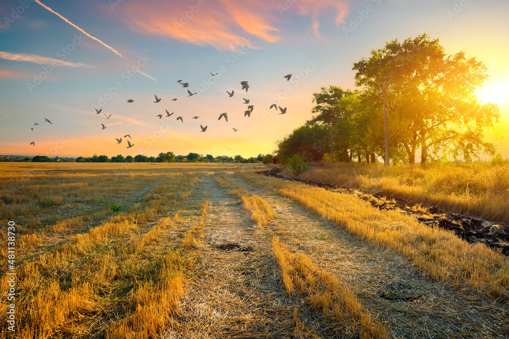 Mowed field at sunset