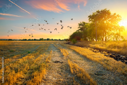 Obraz na płótnie Mowed field at sunset w salonie