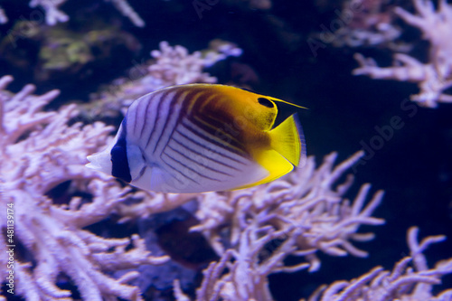 Butterfly fish (Chaetodon Auriga). The body is painted mostly white with diagonal stripes of black. It lives in the Red Sea, along the coastal areas of eastern Africa, as well as the Hawaiian Islands