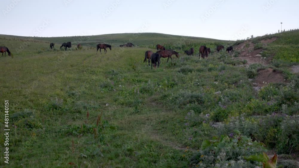 Horses graze in the meadow. Alpine pasture. Caucasian State Natural Biosphere Reserve named after Kh.G. Shaposhnikov. Lago-Naki plateau. Russia. Horses graze in the meadow. Alpine pasture. Caucasian State Natural Biosphere Reserve named after Kh.G. Shaposhnikov. Lago-Naki plateau. Russia.