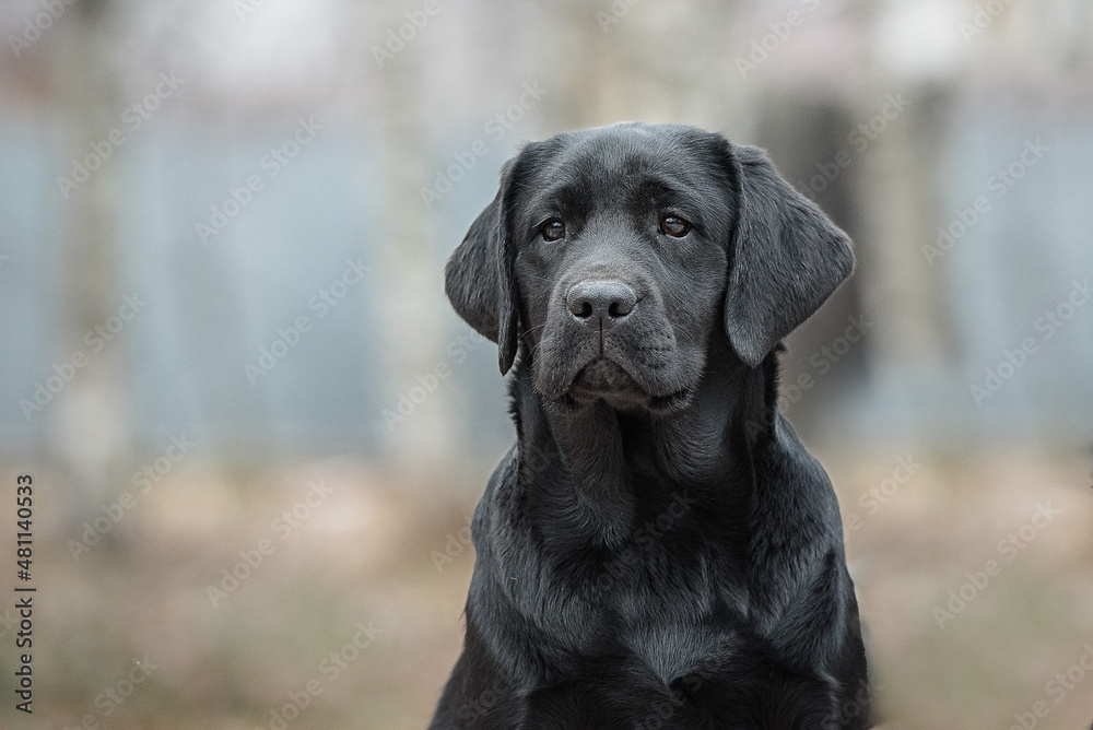 portrait of a young black labrador outdoors
