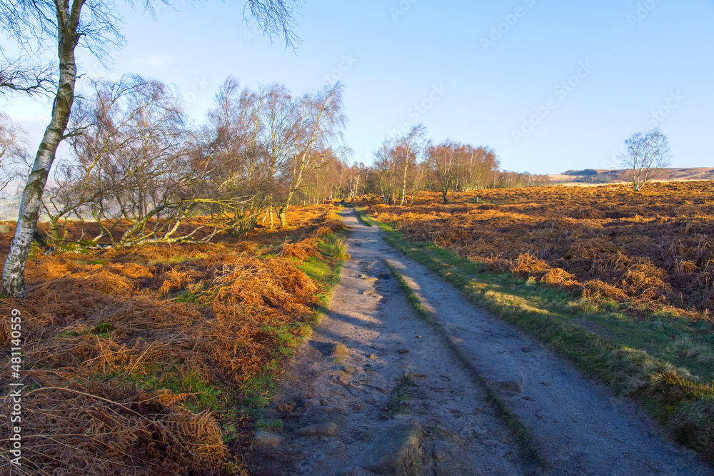 Rough footpath between tall bare Silver Birch trees on Froggat Edge, Derbyshire.
