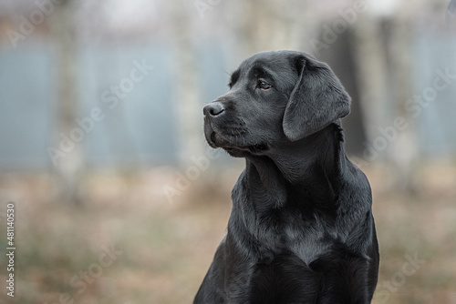 portrait of a young black labrador outdoors