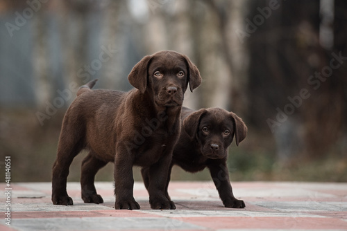 two chocolate labrador puppies looking at the camera