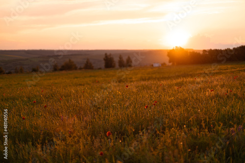 Beautiful nature background with red poppy flower poppy in the sunset in the field. Remembrance day  Veterans day  lest we forget concept.