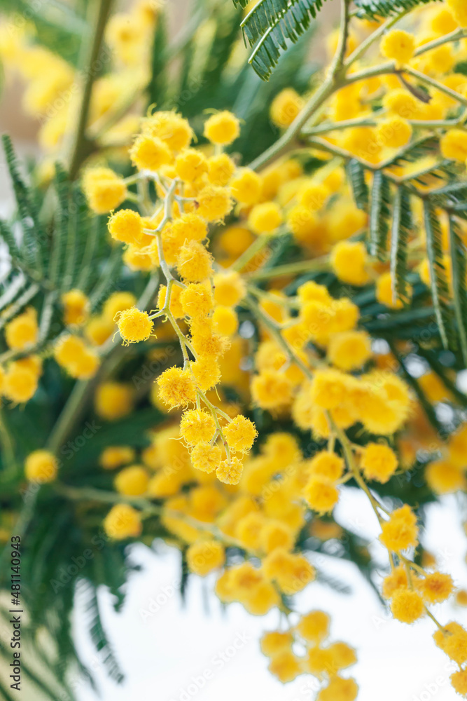 Fototapeta premium Fresh mimosa flower branches close up. Spring floral abstract background. Selective focus