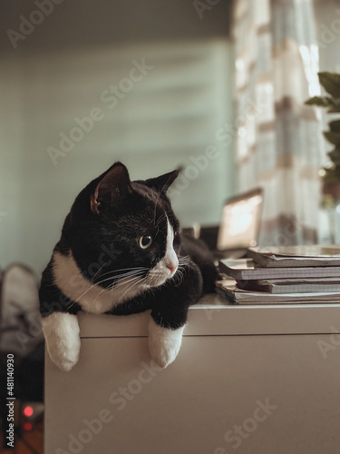 A black cat with a white muzzle is lying on a white wooden office table with its legs hanging over the edge of the table. © Emils